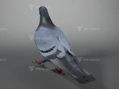  Pigeon Animated for Maya 