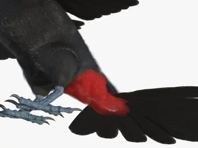  Toco Toucan Bird Wings Open Fur for Maya 