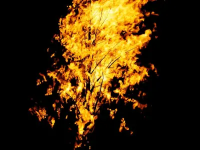 Burning Tree vdb 3D model