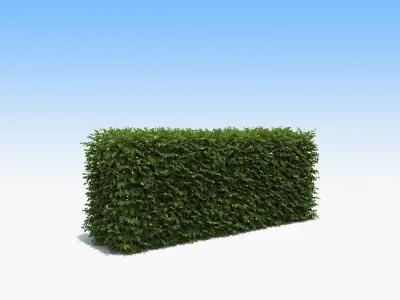  Architectural Boxwood Hedges and Topiary Pack 