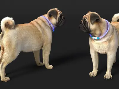  Pug Dog Wearing LED Collar Fur for Cinema 4D 