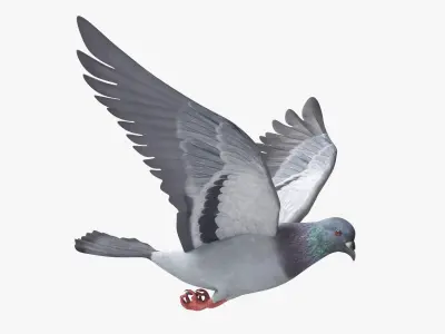  Urban Birds Collection 