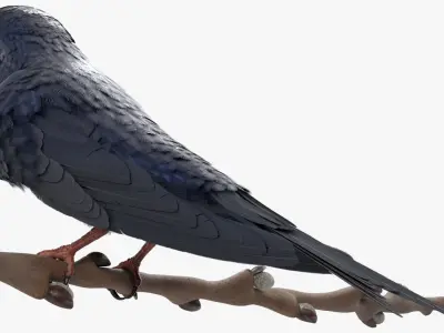  Purple Martin Bird Sitting on Branch 