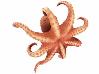  Realistic Octopus Rigged Animated 