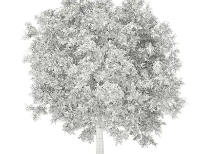 Avocado Tree 3D model