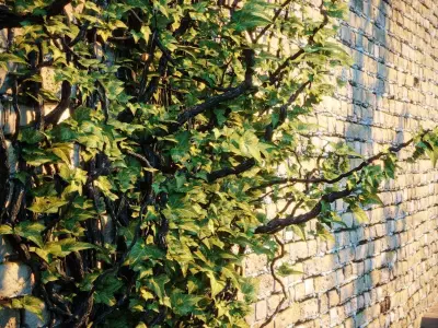 Exterior fencing - Ivy - brick wall 3D model