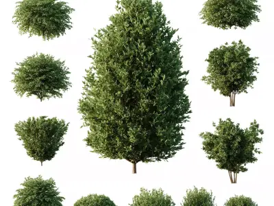 Excellent collection of Outdoor plants 50 Different Models 0046 3D Model Pack