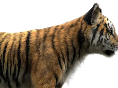  TigerBaby Fur 3D 