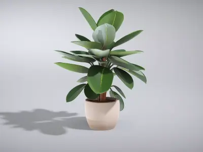 Elegant Ficus Elastica Rubber Plant Low-poly 3D model