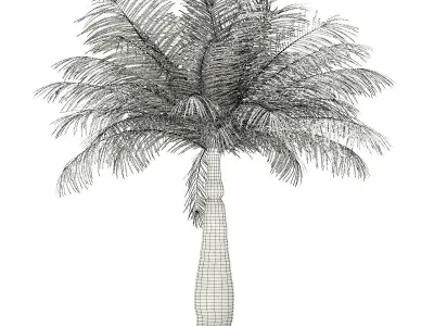 Bottle Palm Tree 3D Model 4m 3D model