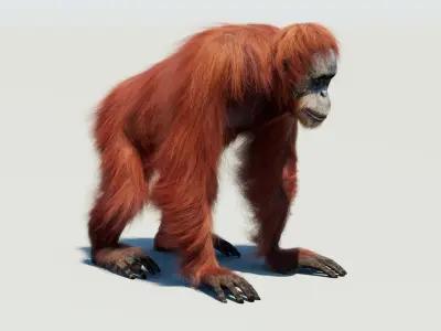  Orangutan Animated Fur 