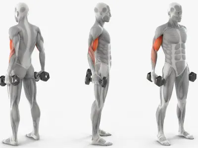  Male Muscular System Biceps Curls Animated Rigged 
