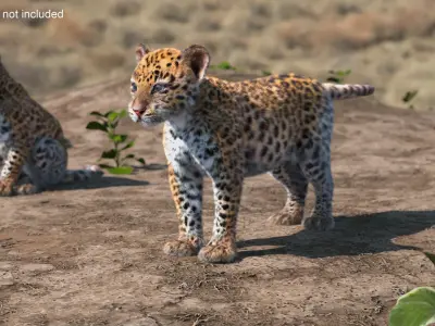  Leopard Cub Clawing Motion Fur Animated Rigged 
