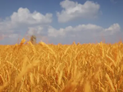 Wheat Field 3D model