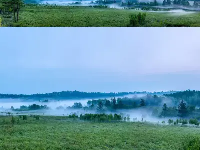 Early morning forest panorama 3D model