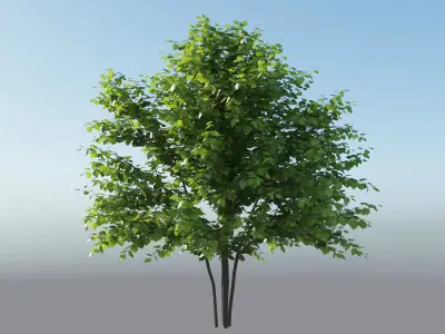 XfrogPlants Eastern Redbud - Cercis Canadensis  3D model