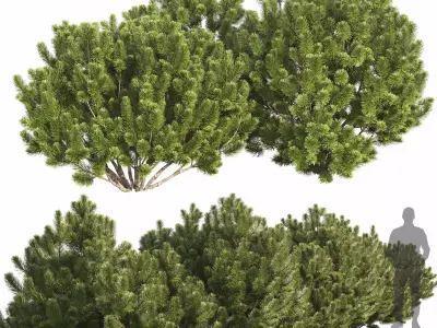 Pinus Mugo 3D model
