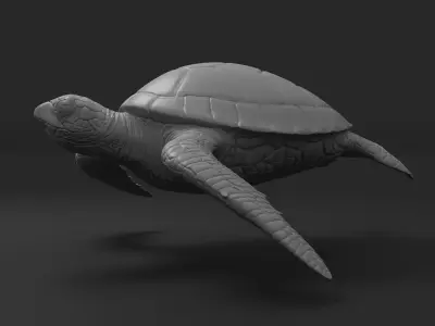 Turtle green sea 3D print model