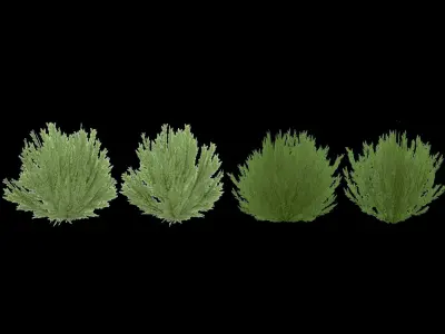 Shrub Rosmarinus 1 Low-poly 3D model