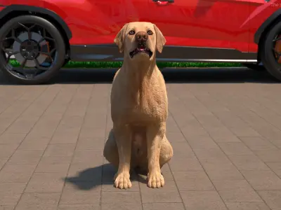  Begging White Labrador Dog Pose Fur Animated Rigged for Cinema 4D 