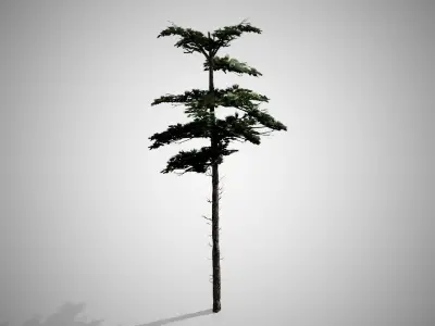 Huangshan Pine Tree Low-poly 3D model