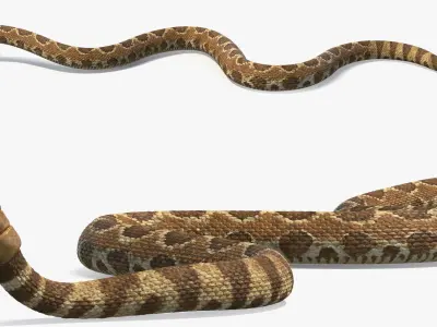  Light Rattlesnake Crawls Animated Rigged for Maya 