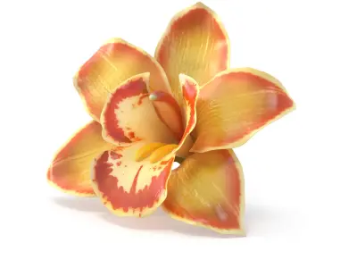  3D Flowers Collection – Orchids, Roses, Nymphaea, Lilies 