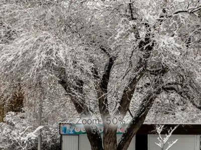 Panorama of the park and snow-covered trees - 45k 3D model