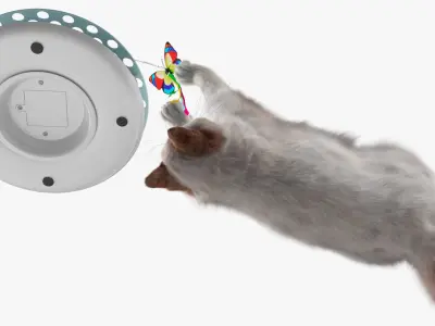  Ragdoll Cat Playing with Cat Teaser Toy Fur for Cinema 4D 