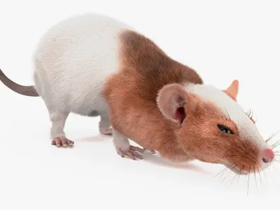  Running Rat Fur Animated Rigged 