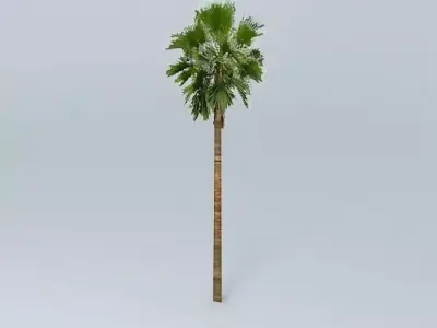 Californian Palm Tree Free 3D model