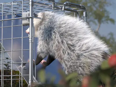 Opossum Trapped with Bait Inside Fur 