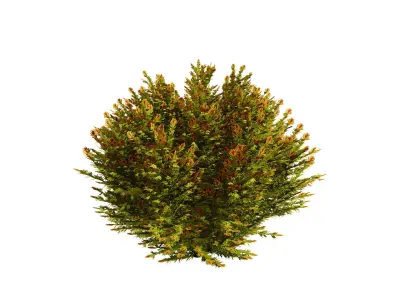Fire Chief Arborvitae 3D Model Low-poly 3D model