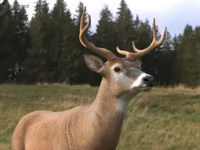  White-Tailed Deer 