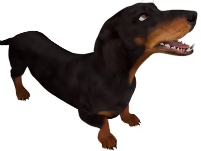  Standard Dachshund Breed Dog Alert Black Fur for Maya Rigged 