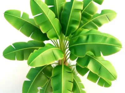 Banana Tree 3D Realistic Tropical Plant Lush Green Leaves Low-poly 3D model