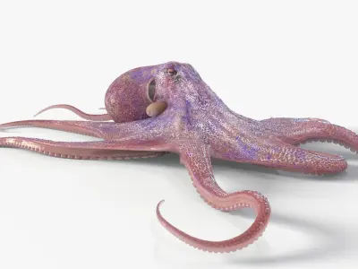  Octopus Animated Multicolor 