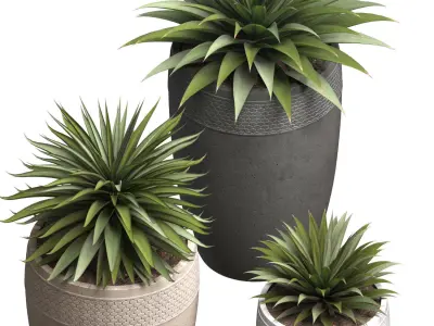 Beautiful Decorative Agave plants in outdoor pots  3D model