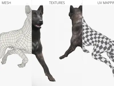  Agile Herding Dog Dutch Shepherd Running Fur 