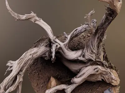 Dry Root 3D model