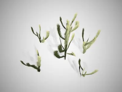Cholla Cactus Tree Low-poly 3D model