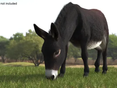  Village Load Donkey Dark Brown Fur Rigged for Maya 