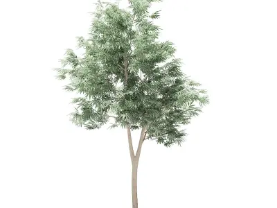 Olive Tree 3D model