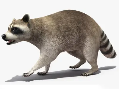  Raccoon Rigged for Maya 