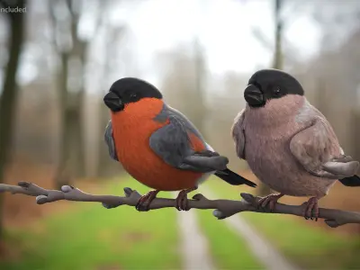  Male and Female Bullfinch Birds on Branch 
