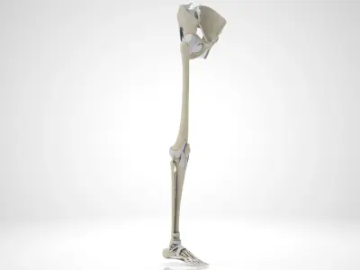 Lower Limb Skeleton 3D model