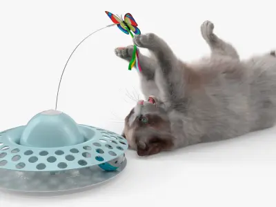  Ragdoll Cat Playing with Cat Teaser Toy Fur for Cinema 4D 