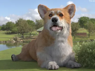  Pembroke Welsh Corgi Dog Lying Pose Fur for Cinema 4D 