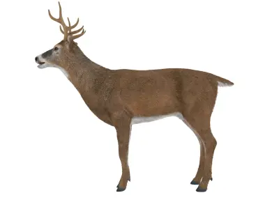  Virginia Deer Fur Rigged for Cinema 4D 