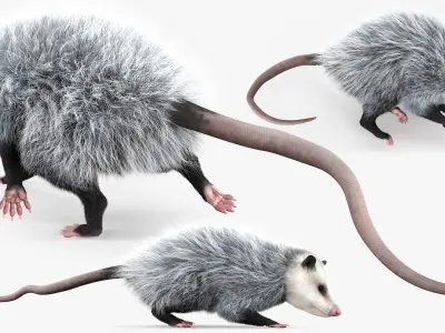  Opossum Walk and Dead Fur Animated Rigged for Maya 